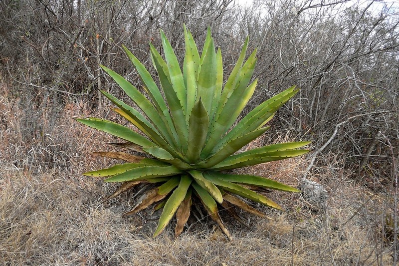 Agave lyobaa photo 6