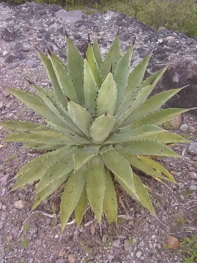 Agave lyobaa photo 7