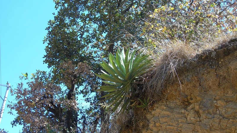 Agave lyobaa photo 8