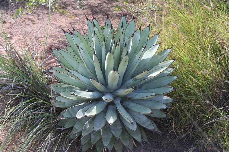 Agave macroacantha photo 2