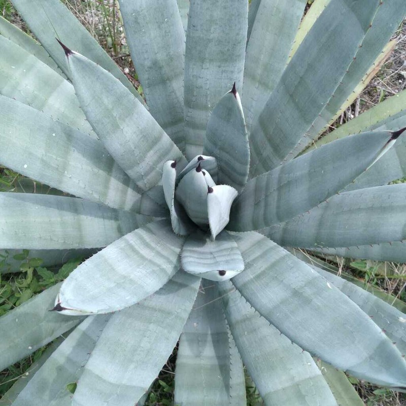 Agave macroacantha photo 3