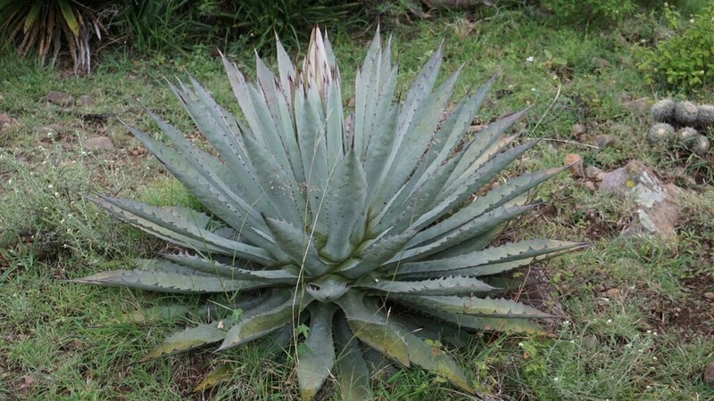 Agave macroacantha photo 4