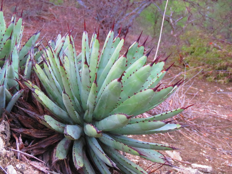 Agave macroacantha photo 5
