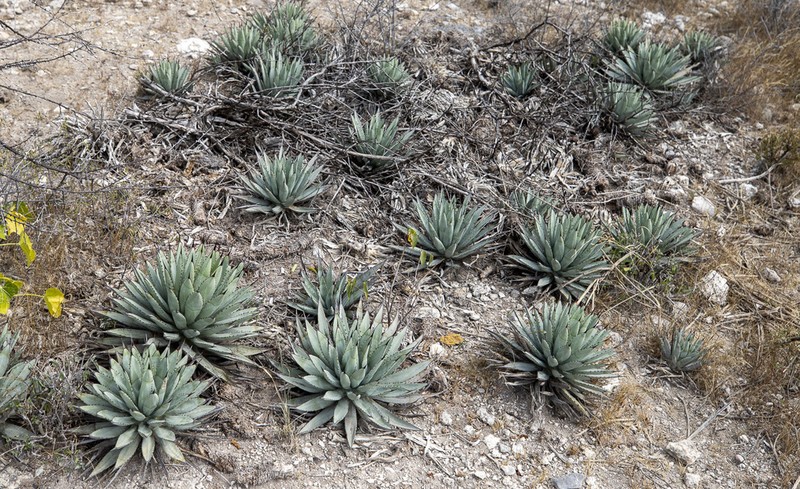 Agave macroacantha photo 6