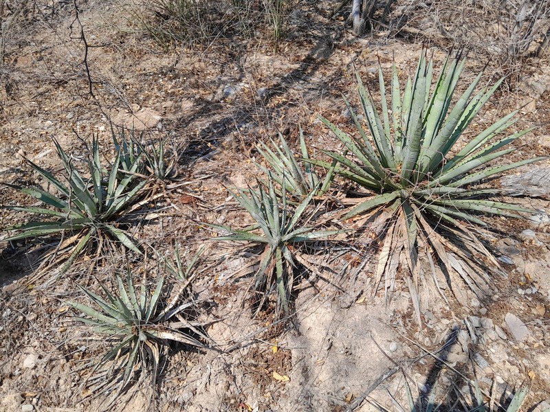 Agave macroacantha photo 7