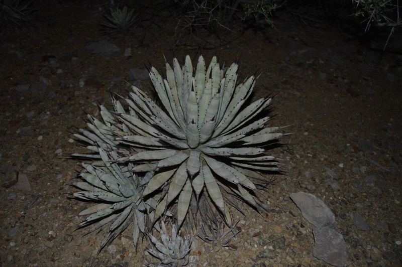 Agave macroacantha photo 8