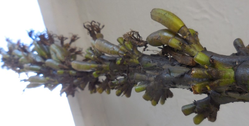 Agave madrensis