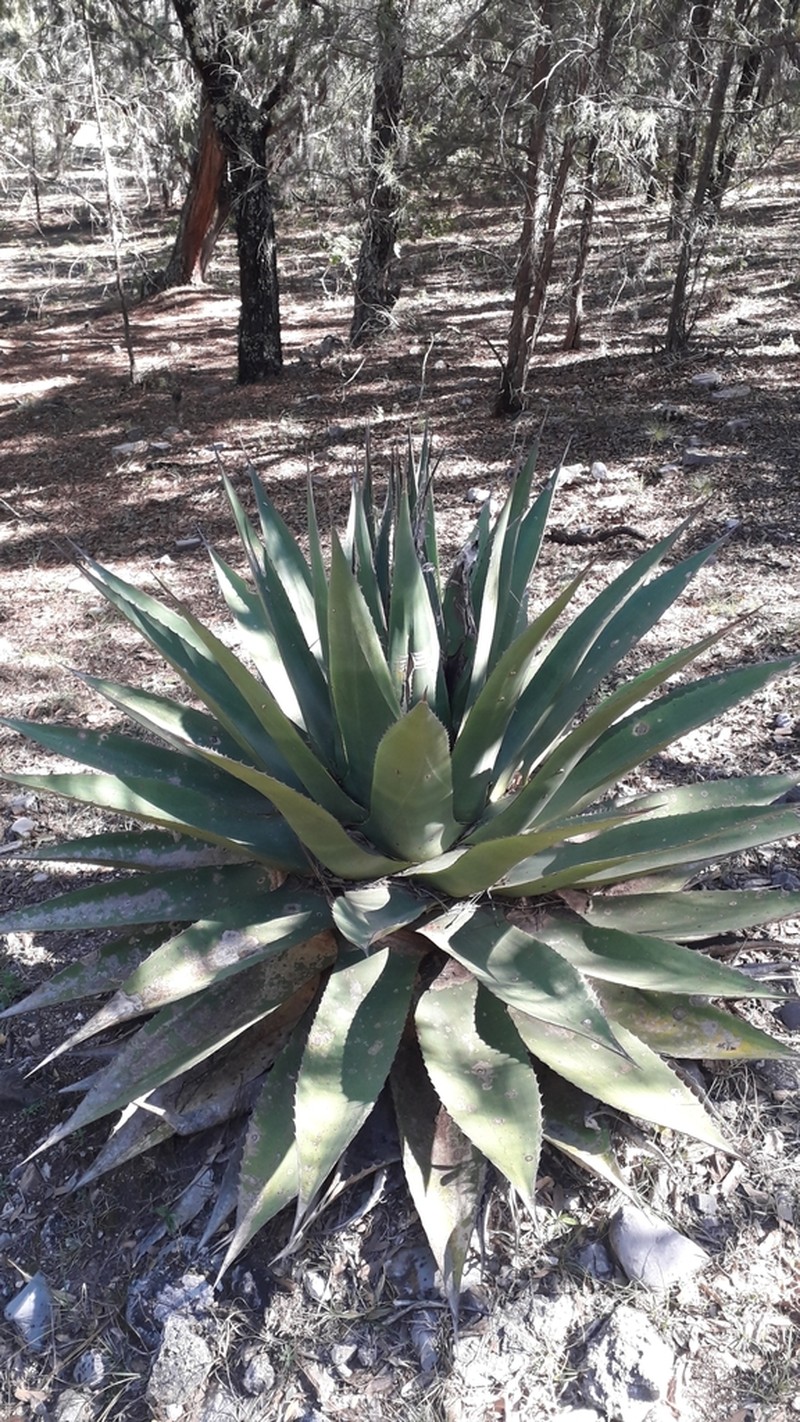 Agave madrensis photo 3