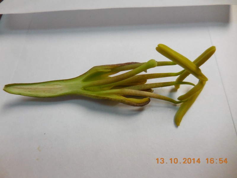 Agave madrensis photo 4