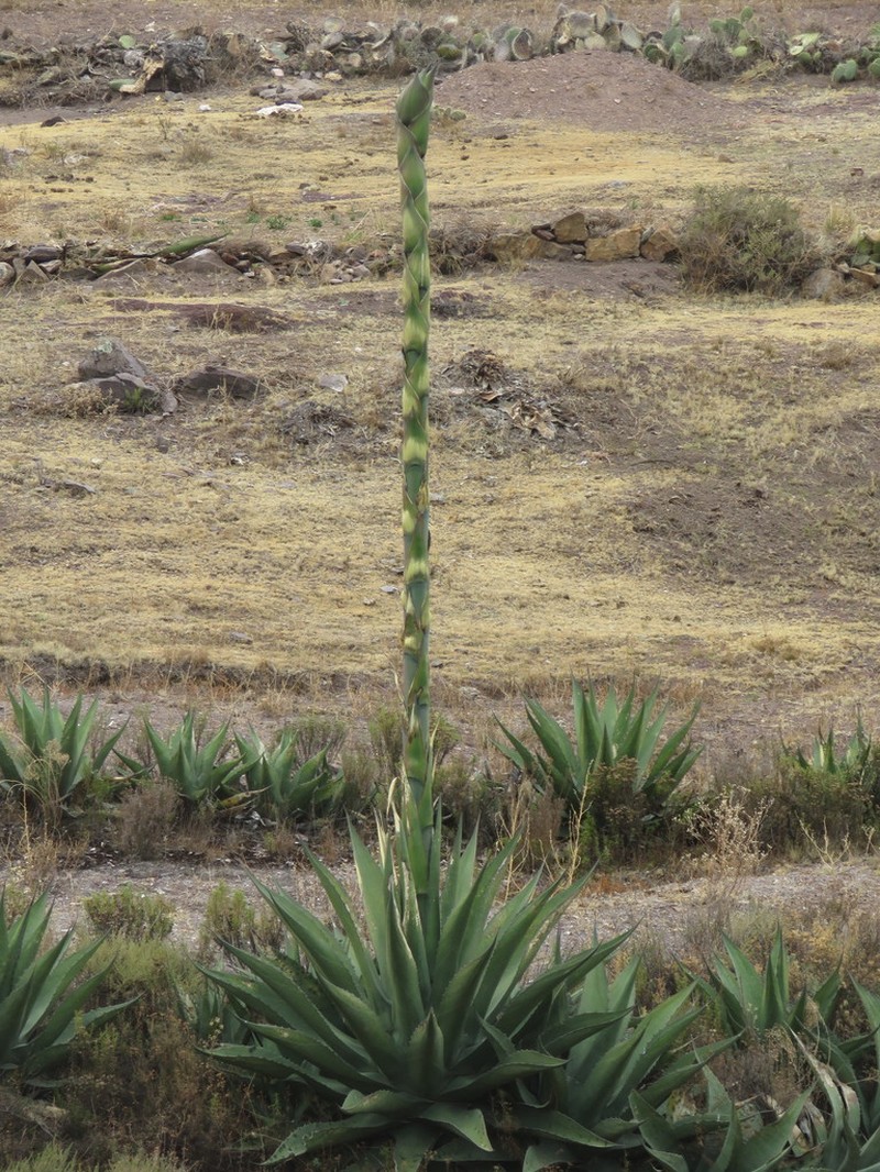 Agave madrensis photo 6