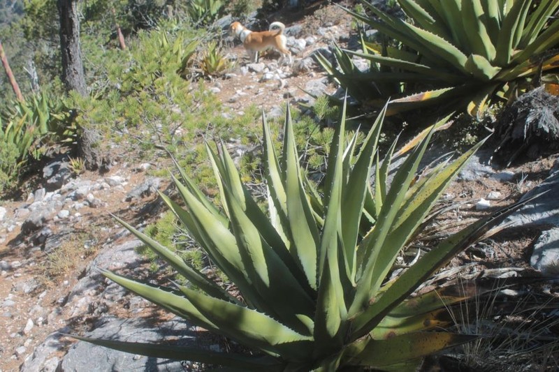 Agave madrensis photo 7