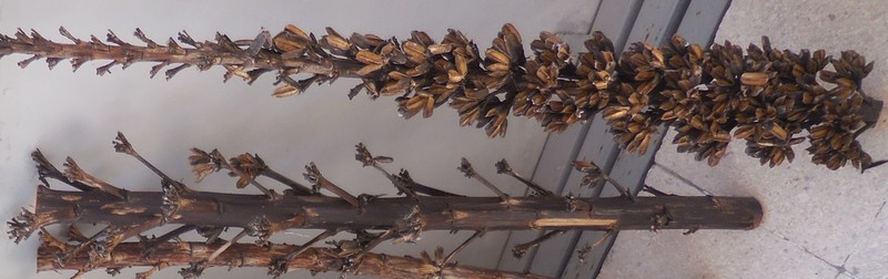 Agave madrensis photo 8