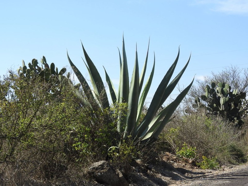 Agave mapisaga photo 2