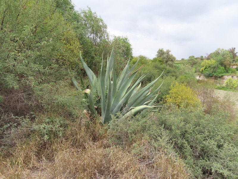 Agave mapisaga photo 3
