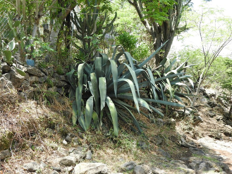Agave mapisaga photo 4