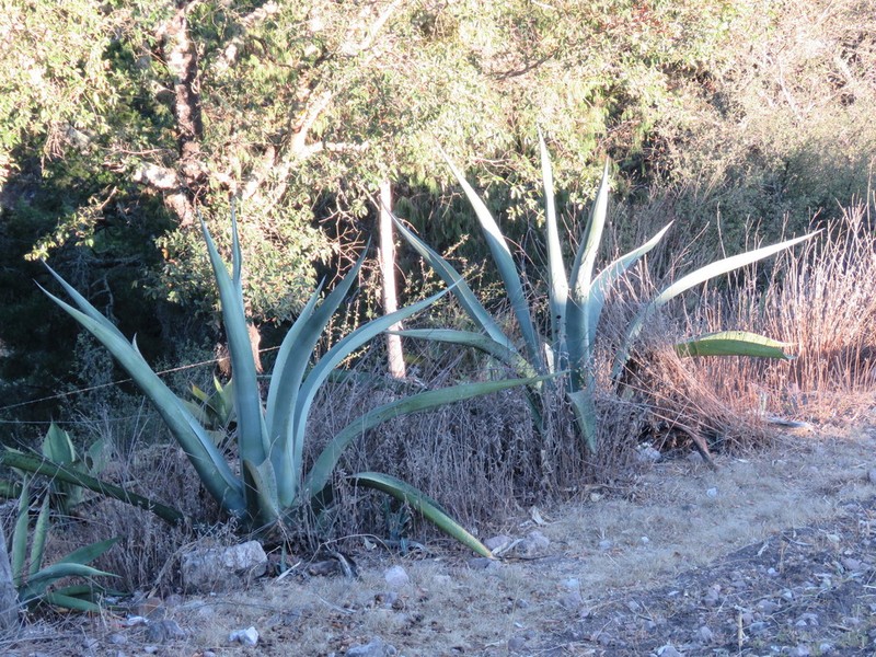 Agave mapisaga photo 5