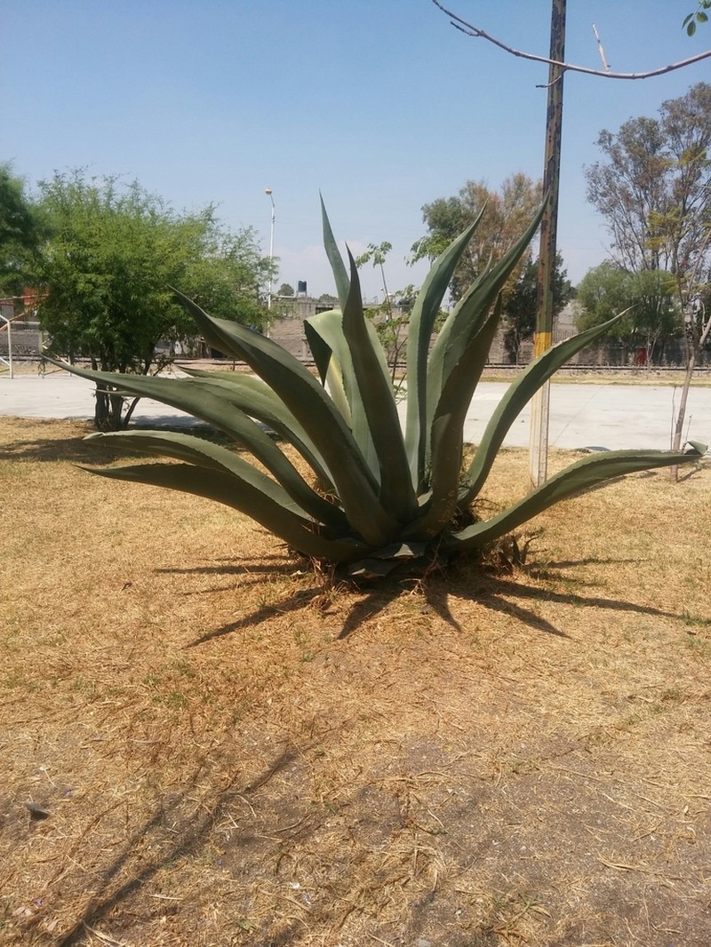Agave mapisaga photo 6