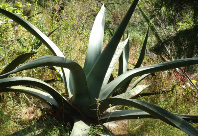 Agave mapisaga photo 7