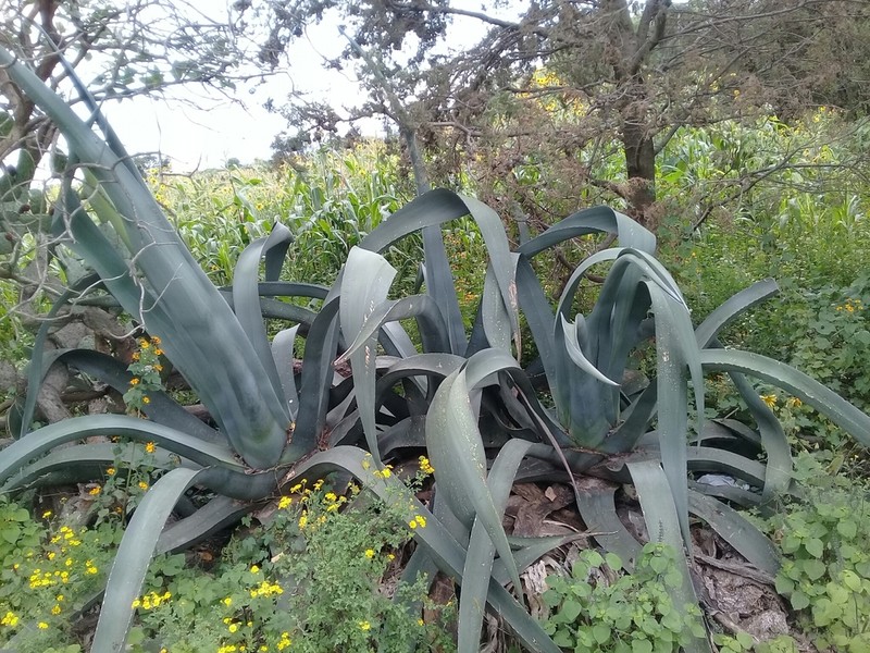 Agave mapisaga photo 8