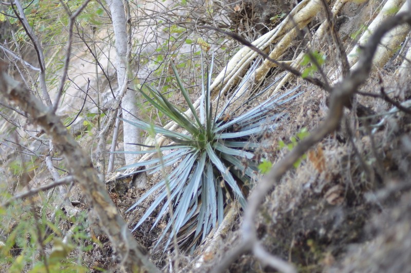 Agave marcelinoi photo 2