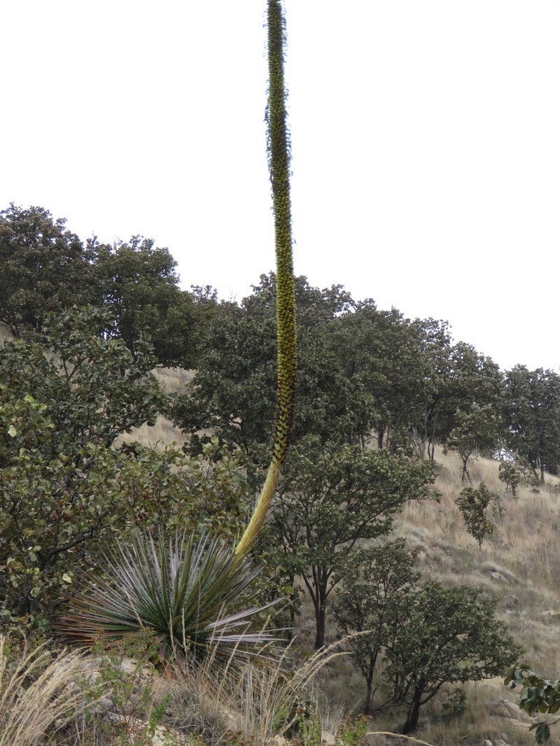Agave marcelinoi photo 3