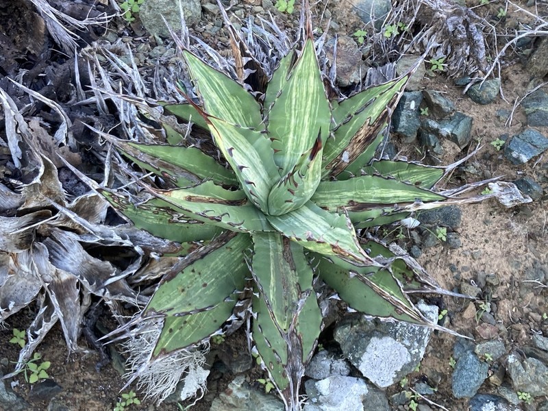 Agave margaritae photo 2