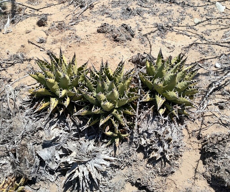 Agave margaritae photo 3