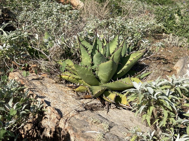Agave margaritae photo 4