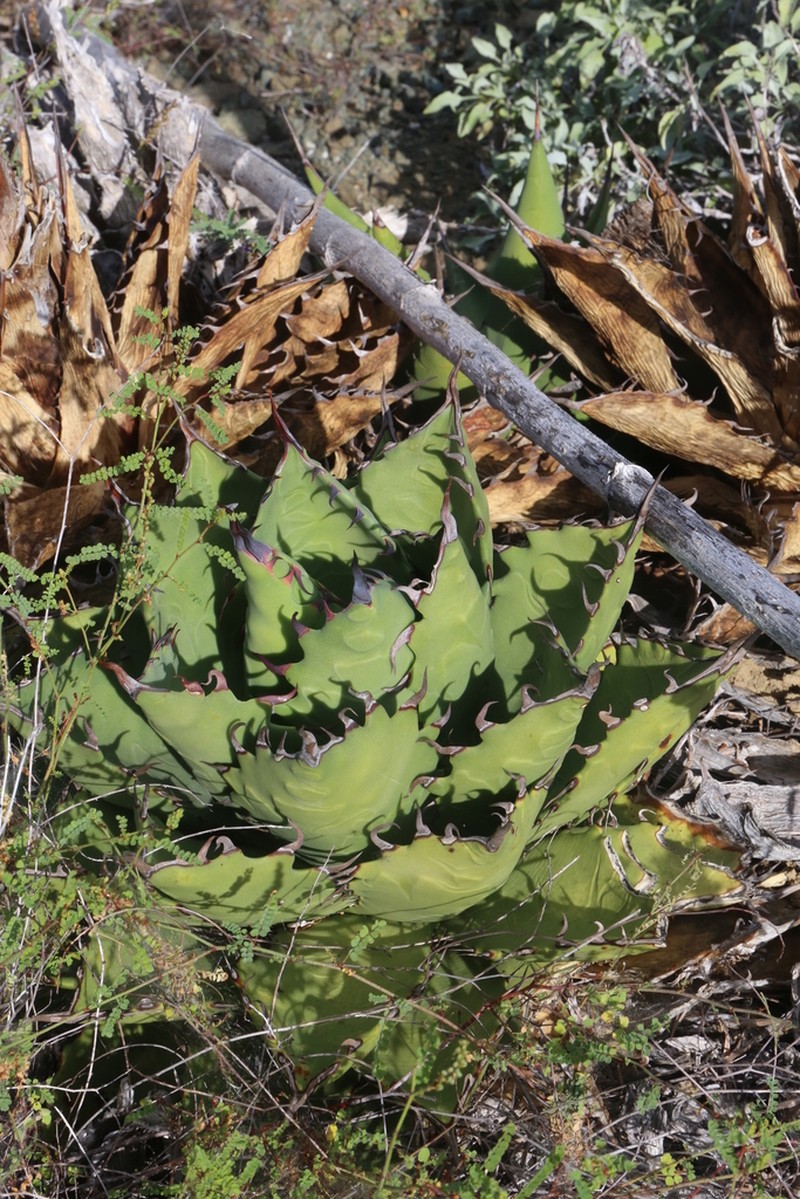 Agave margaritae photo 5