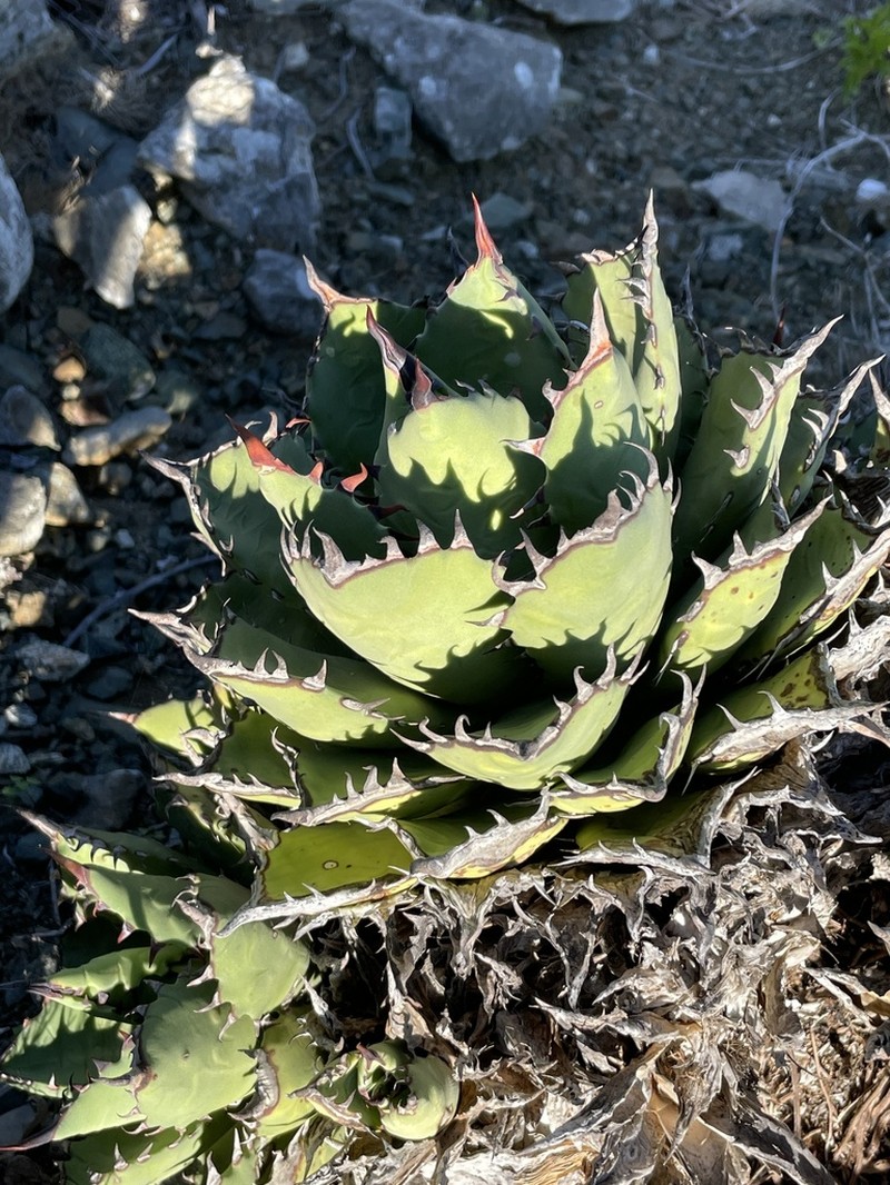 Agave margaritae photo 6