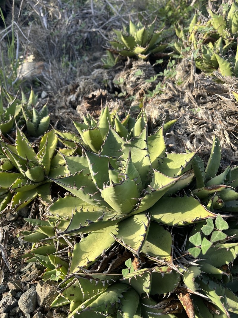 Agave margaritae photo 7
