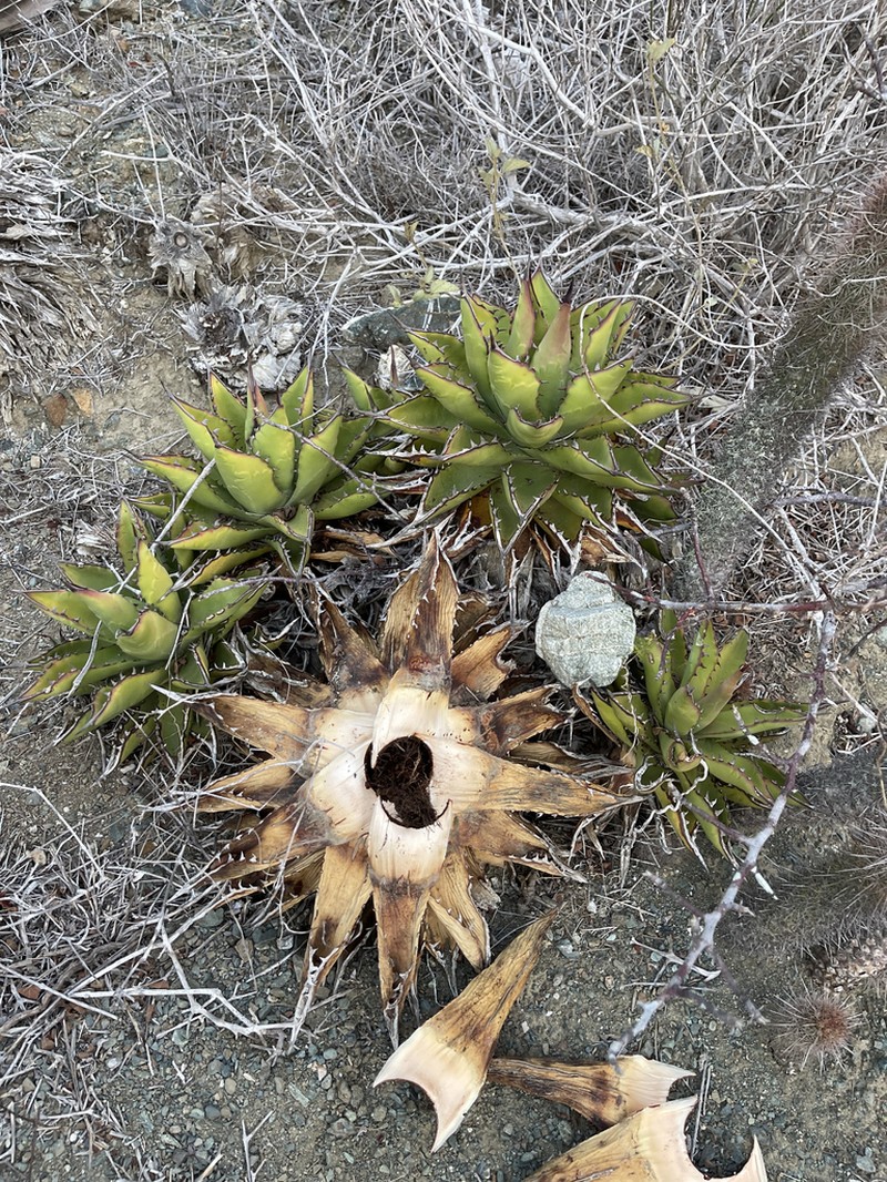 Agave margaritae photo 8