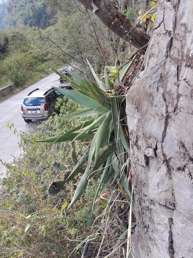 Agave maria-patriciae photo 2
