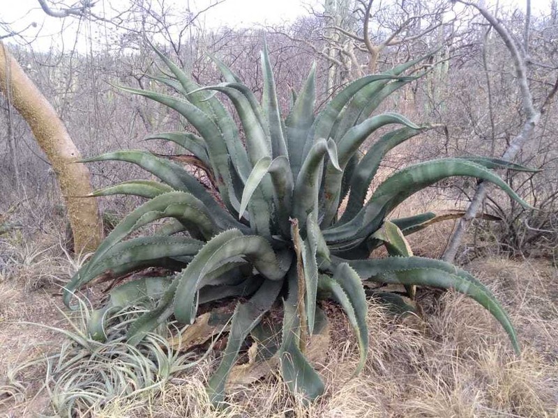 Agave marmorata