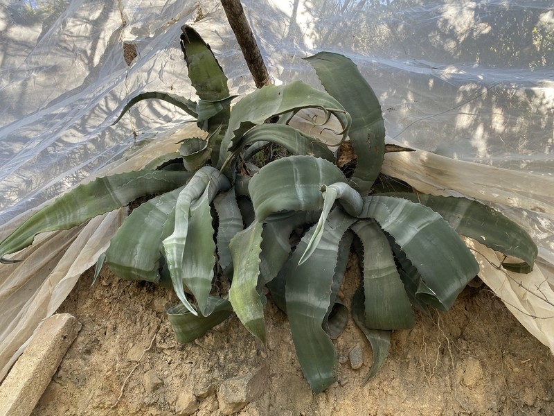 Agave marmorata photo 2
