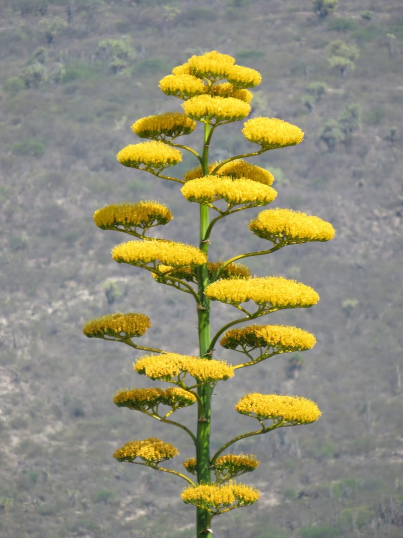 Agave marmorata photo 3