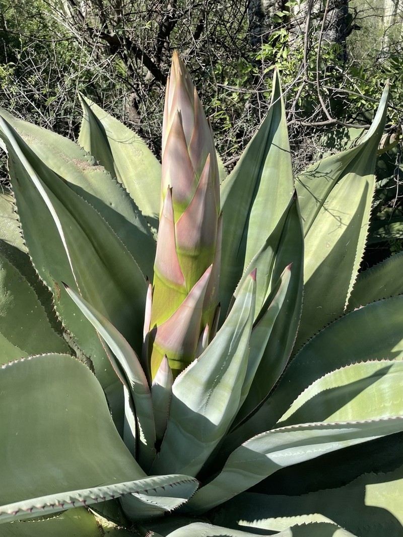 Agave marmorata photo 4