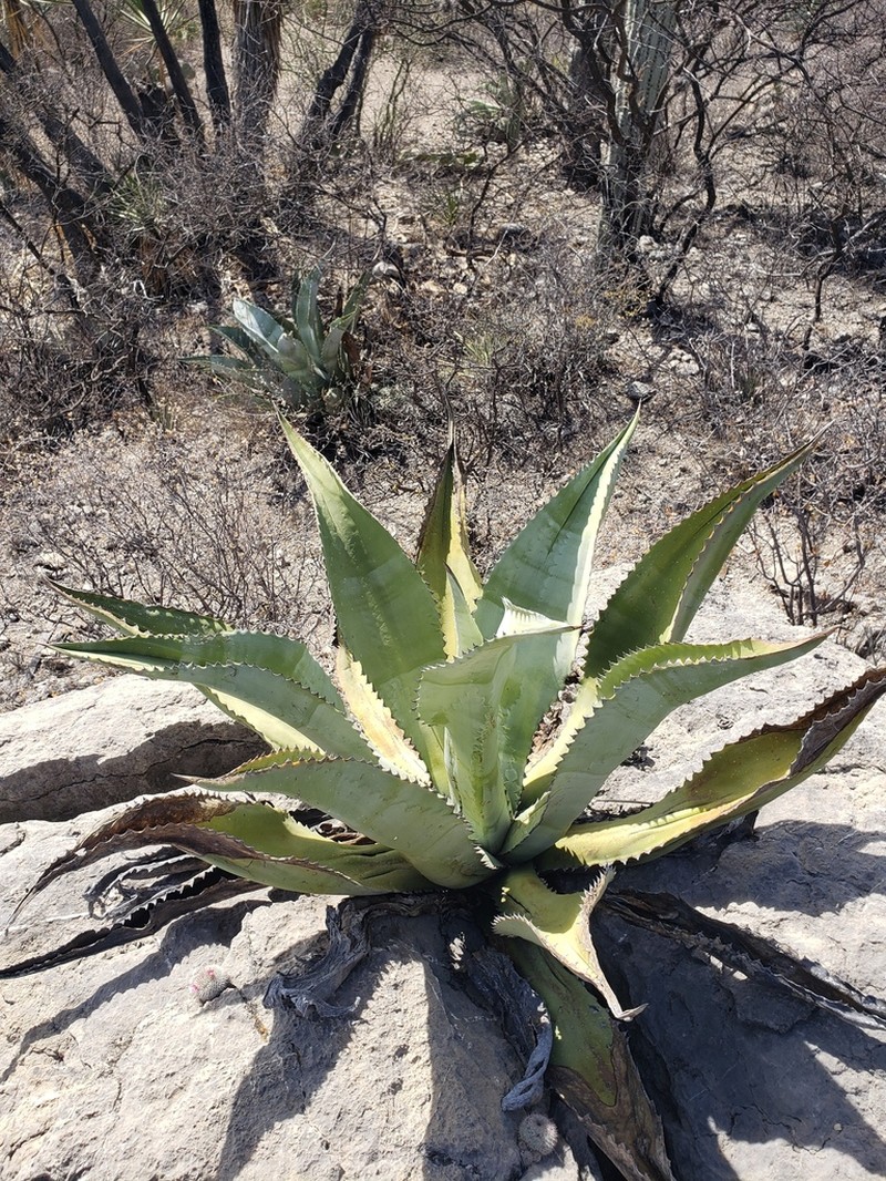 Agave marmorata photo 5