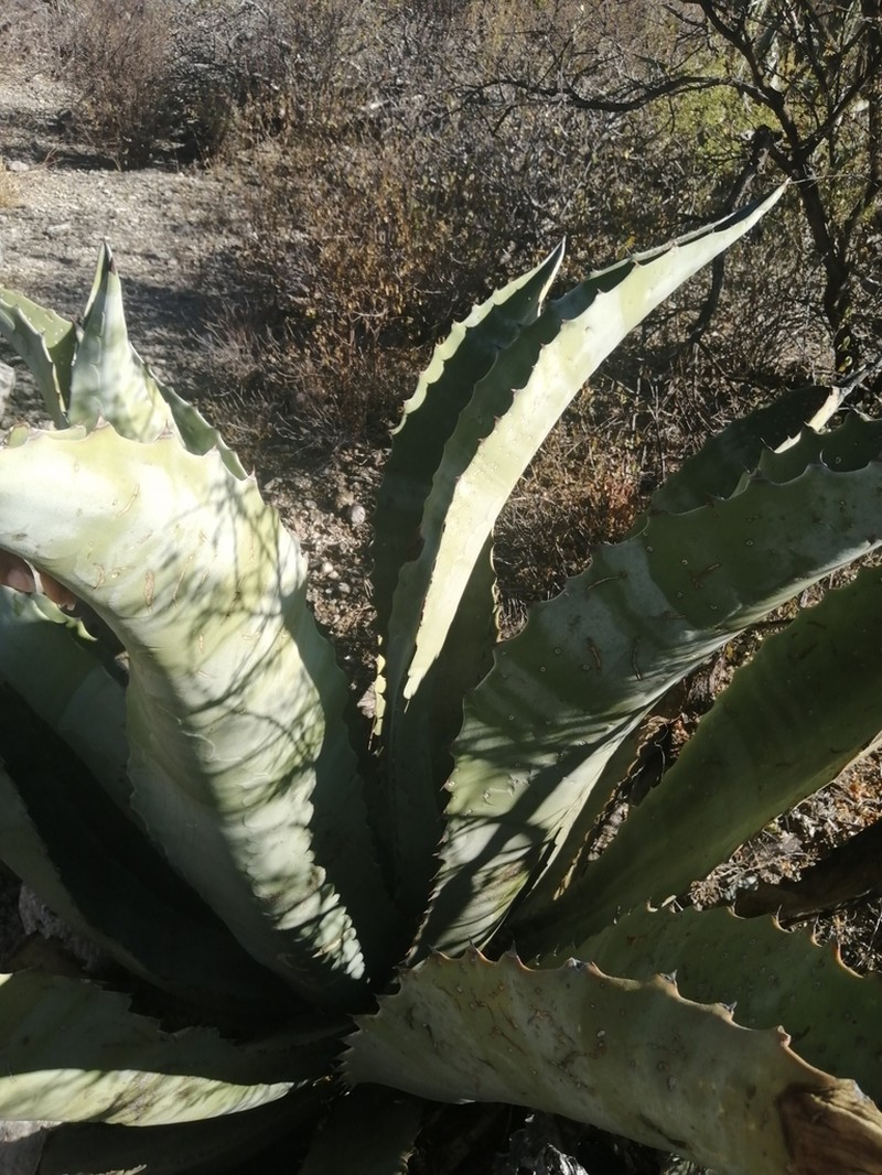 Agave marmorata photo 6