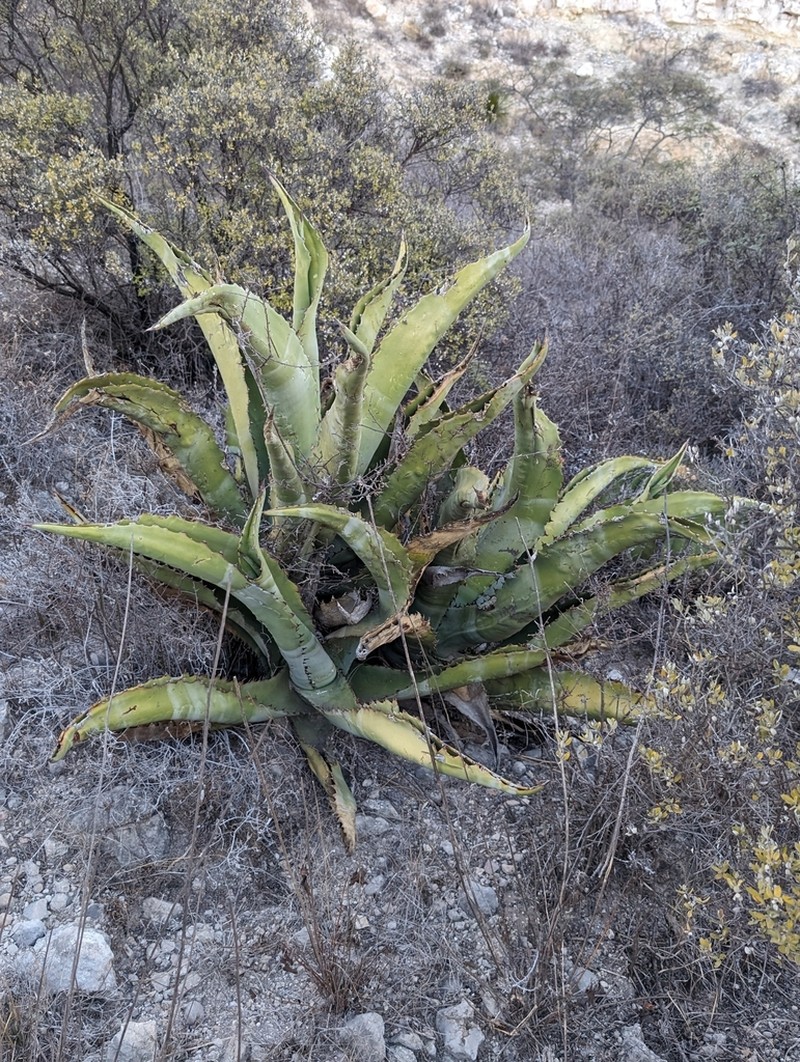 Agave marmorata photo 7