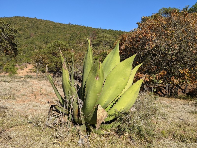 Agave marmorata photo 8