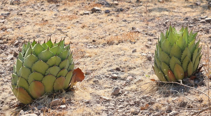 Agave maximiliana