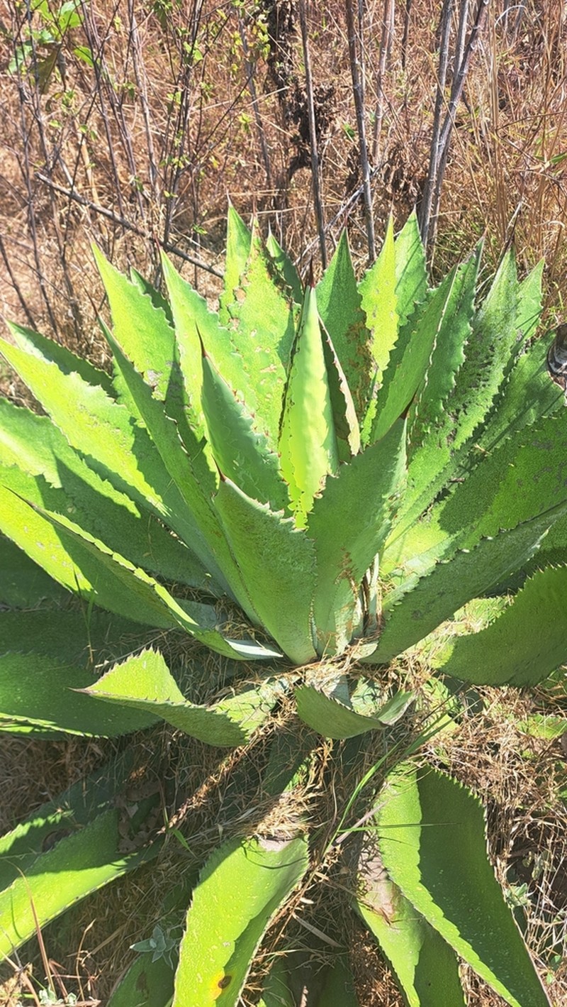 Agave maximiliana photo 2