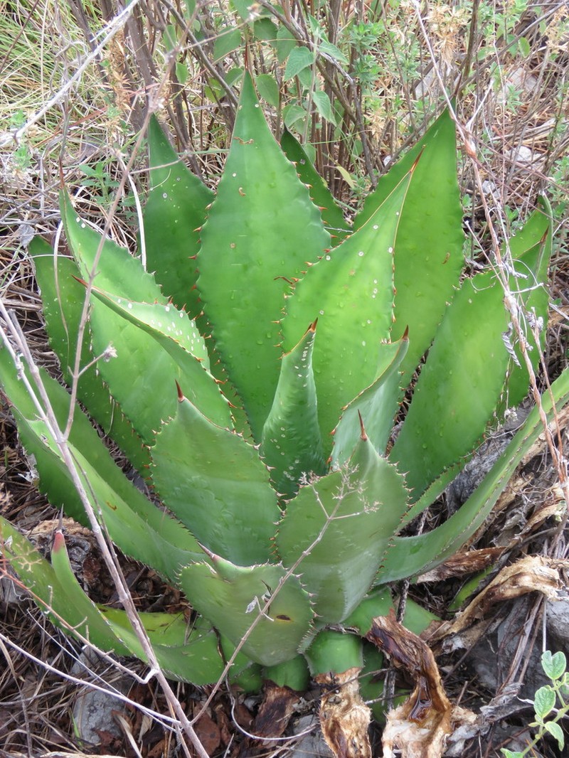 Agave maximiliana photo 3