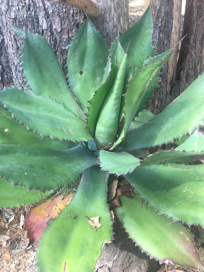 Agave maximiliana photo 4