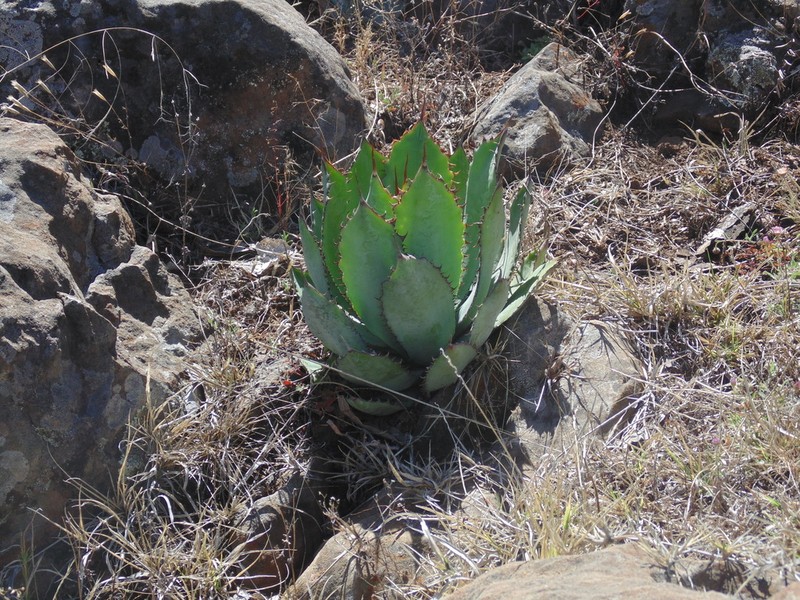 Agave maximiliana photo 5