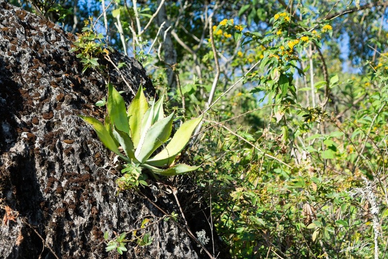 Agave maximiliana photo 6