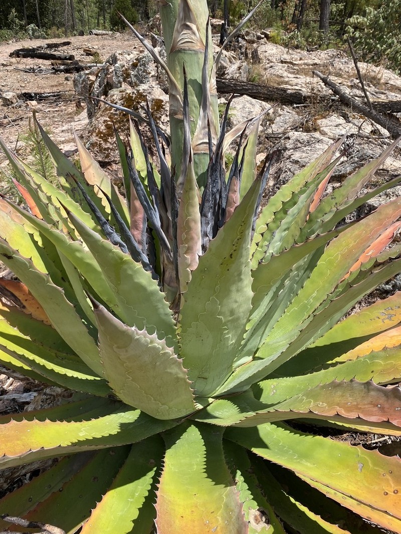 Agave maximiliana photo 7