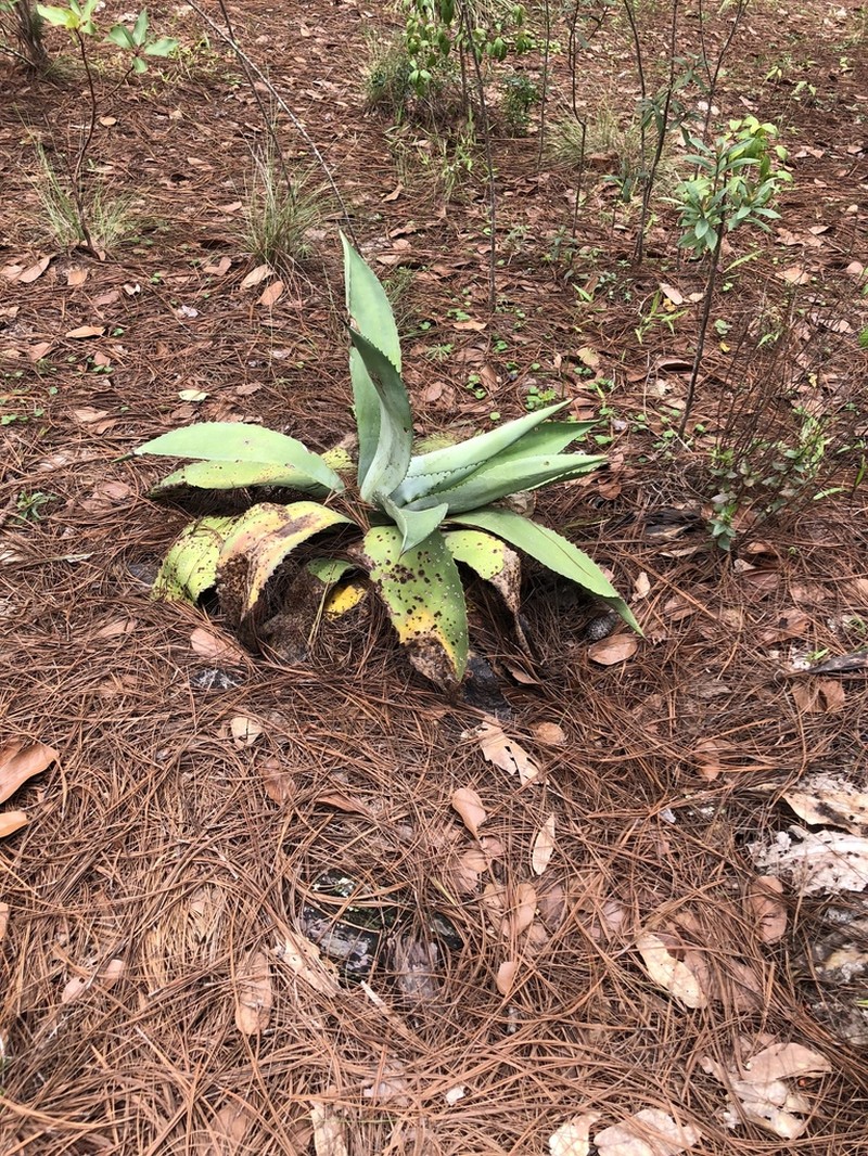 Agave maximiliana photo 8