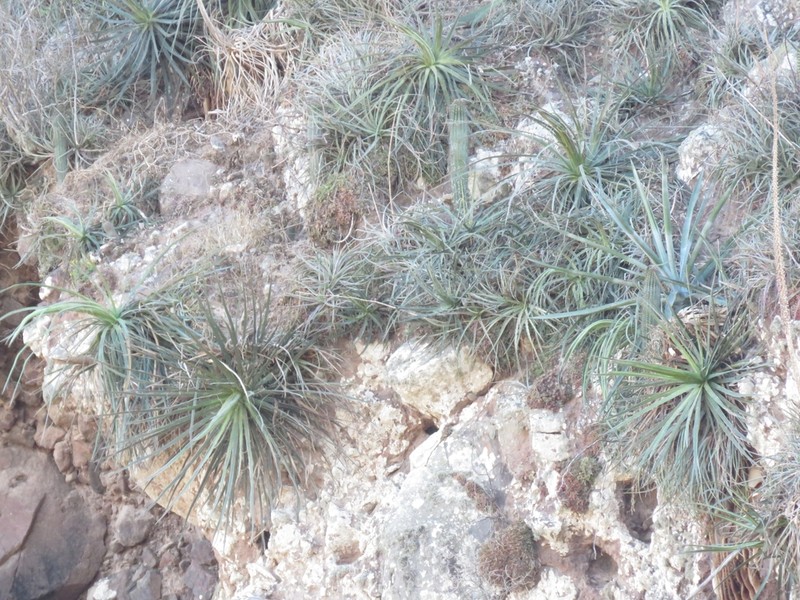 Agave mayo photo 2